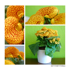 calceolaria_feat
