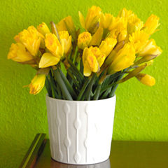 daffodils_feat