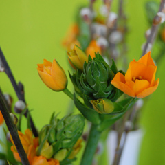 floral_feat