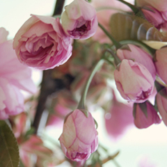 cherry_blossom_feat
