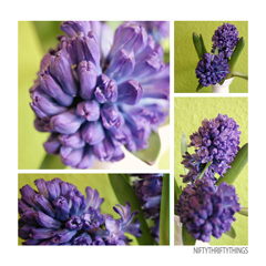 hyacinth_feat