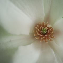 magnolia_feat