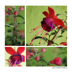 fuchsia_feat