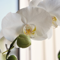 orchid_feat