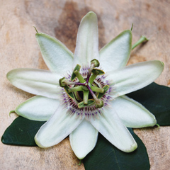 passiflora_feat