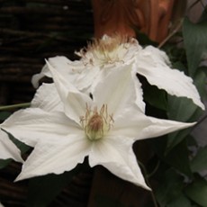 clematis_feat