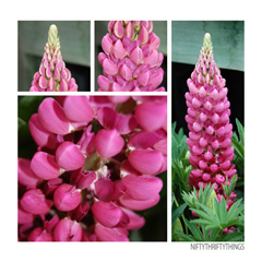 lupine_feat