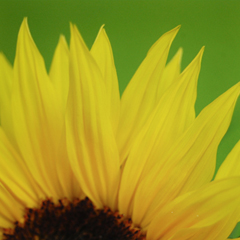sunflower_feat