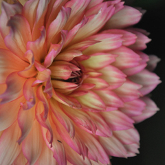 dahlia_feat