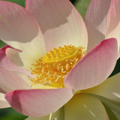 lotus_feat