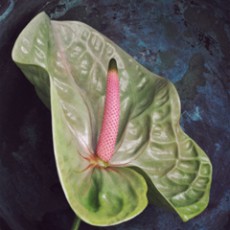 anthurium_feat