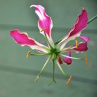 gloriosa_feat