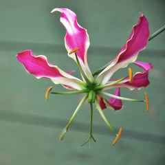gloriosa_feat