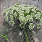 dill_feat