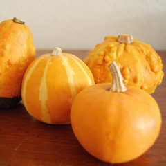 pumpkin_feat