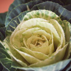 wild_cabbage_feat