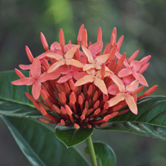 flower_feat