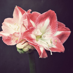 amaryllis_feat