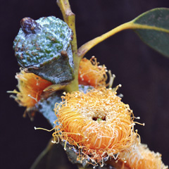 eukalyptus_feat