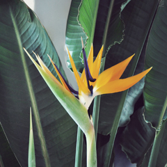 strelitzia_feat