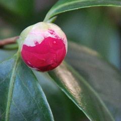 camellia_japonica_feat