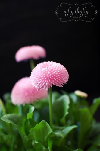 bellis_01