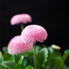 bellis_01