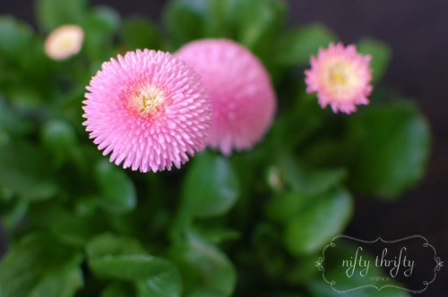 bellis_02