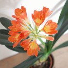 clivia01