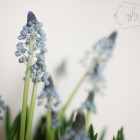 muscari02