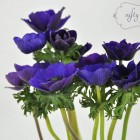 anemone1