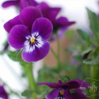 pansy1