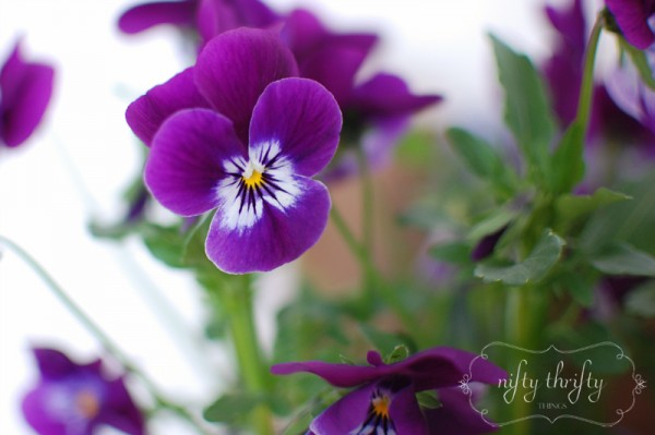 pansy1