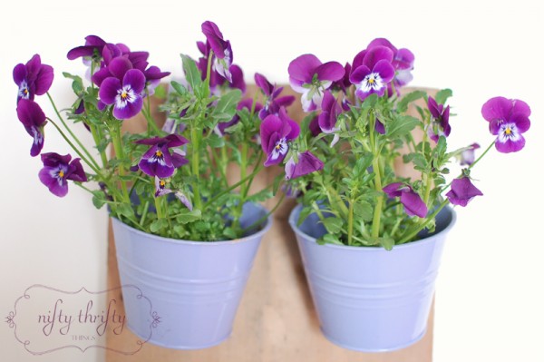 pansy2