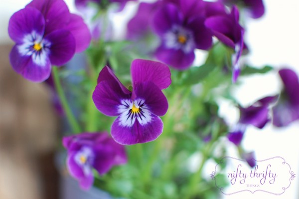 pansy3