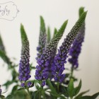 veronica03