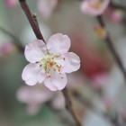 almond_blossom2