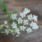 cow_parsley02
