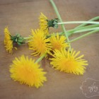 dandelion3