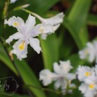 fringed_iris02