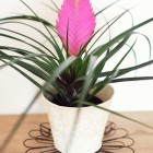 tillandsia_cynea1