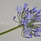 agapanthus1