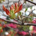 azalea2