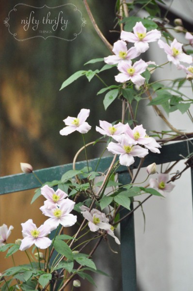clematis1