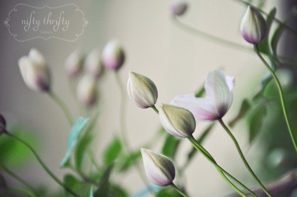 clematis3
