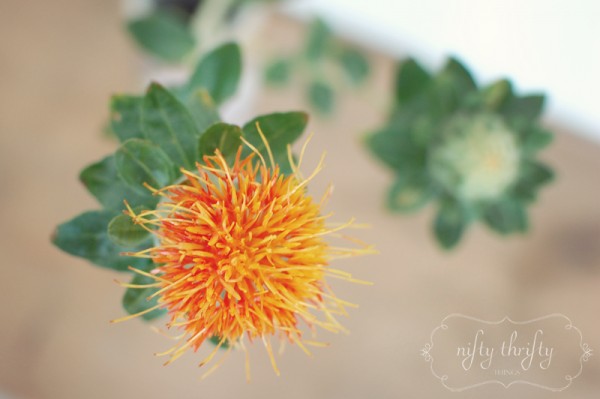 safflower1