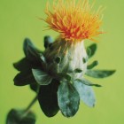 safflower2