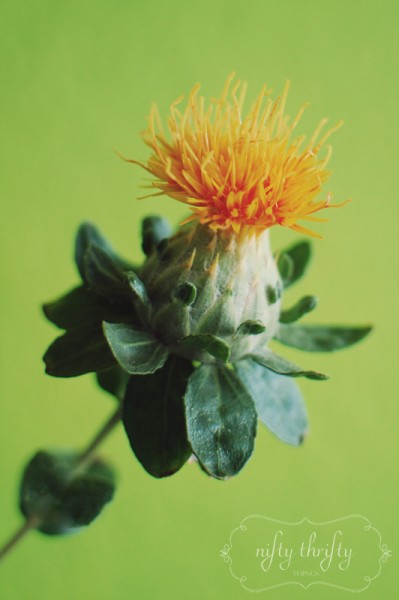 safflower2