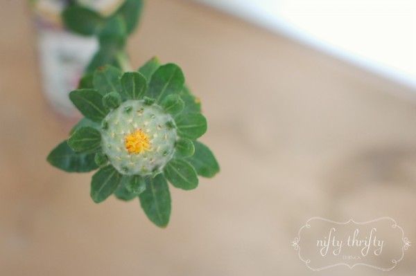 safflower3