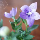 balloon_flower1
